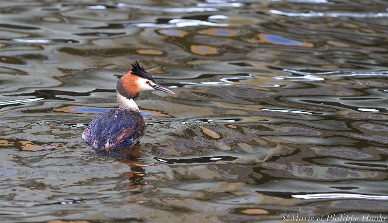 Grebe huppe 5713_wm.jpg - Grève huppé, Podiceps cristatus, Great Crested Grebe (Hornborgasjön, Suède, mai 2011)